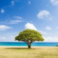 Single tree in open field